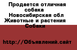 Продается отличная собака! - Новосибирская обл. Животные и растения » Собаки   